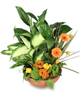 BOTANICAL GARDEN Planter w/ Fresh Cut Flowers