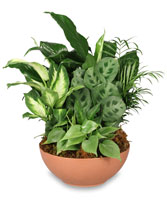 GIFT OF GREEN Dish Garden of Plants