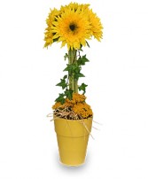 GOLD RUSH Floral Topiary