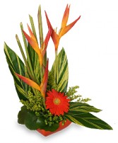 TROPICAL HEAT Arrangement