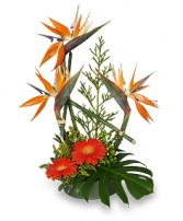 ISLAND INFLUENCED Arrangement
