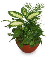 LUSH GARDEN of Green Plants