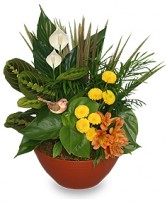 NATURAL TOUCH Dish Garden of Plants