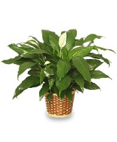 PEACE LILY PLANT    Spathiphyllum clevelandii 