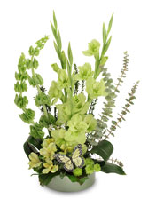 LIME TWIST Arrangement