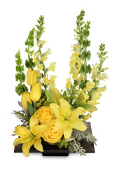 YOLO YELLOW Arrangement